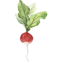 chef-pieter-radish